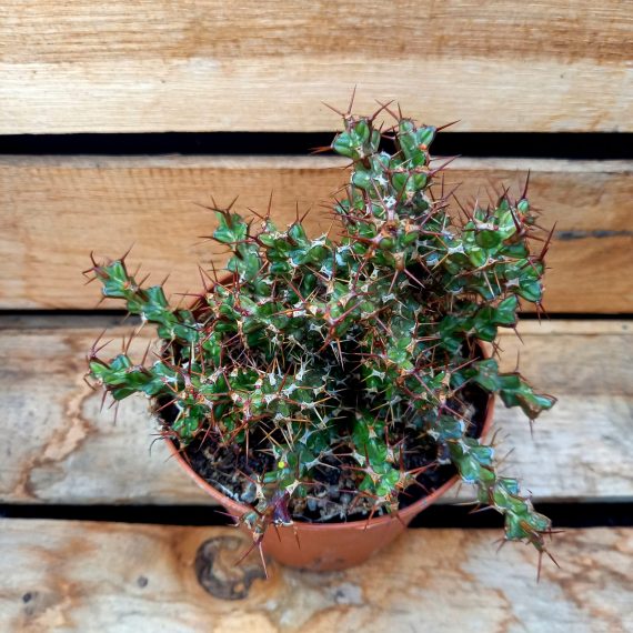 20250317_144540 Euphorbia lenewtonii