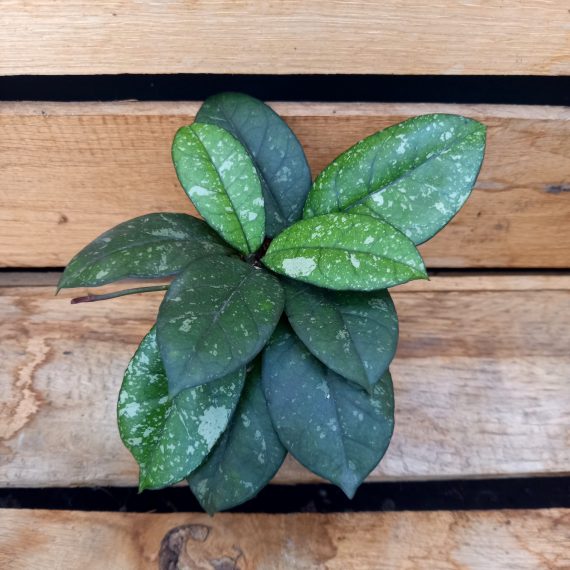 20250317_153346 Hoya crassipetiolata Spl. Rnd Lea