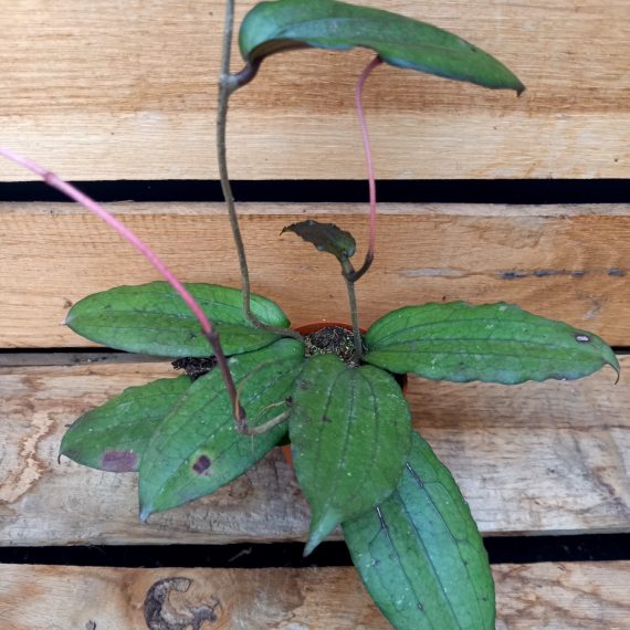 20250317_153409 Hoya erythrina