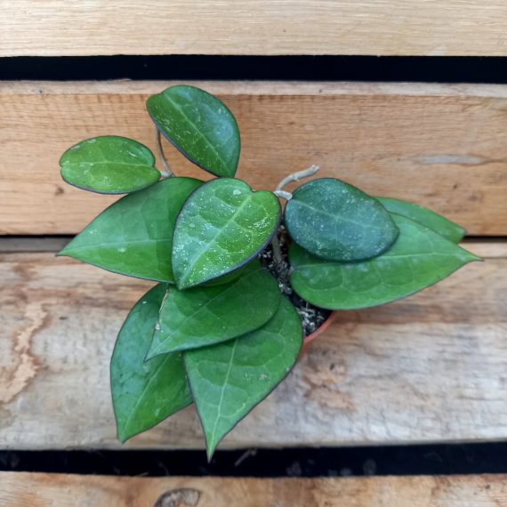 20250317_153443 Hoya verticillata Black margin