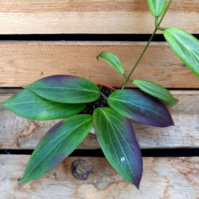 Hoya soligamiana
