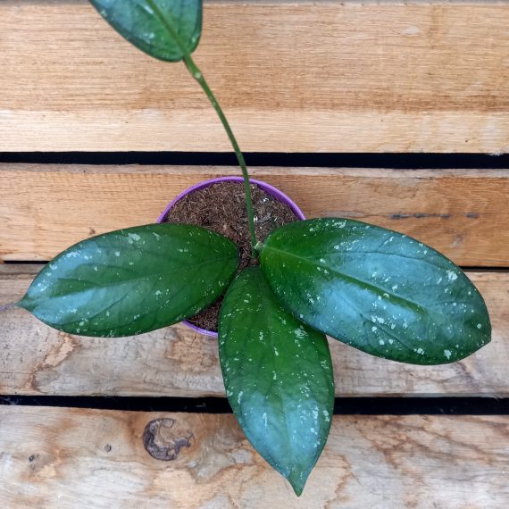 20250317_162231 Hoya Sp Tanggamus Clone 2