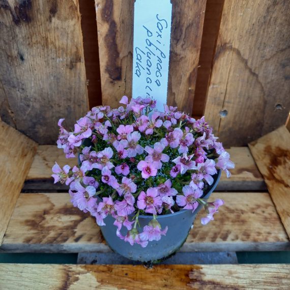 20250321_154749 Pudestenbræk - Saxifraga Laka