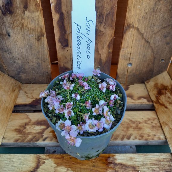 20250321_154834 Pudestenbræk - Saxifraga poluanglica