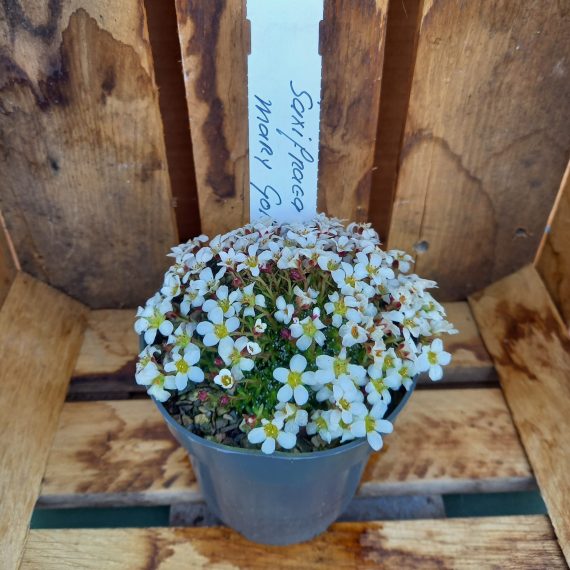 20250321_154902 Pudestenbræk - Saxifraga Mary gold