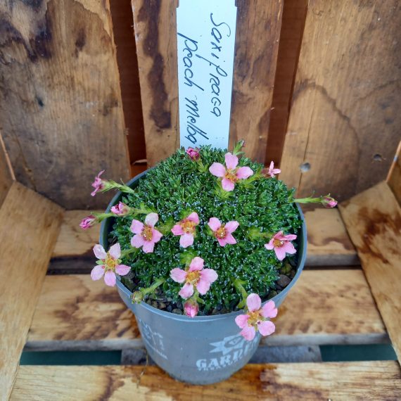 Pudestenbræk - Saxifraga Peach melba