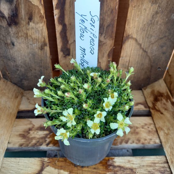 20250321_155158 Pudestenbræk - Saxifraga Yellow melba