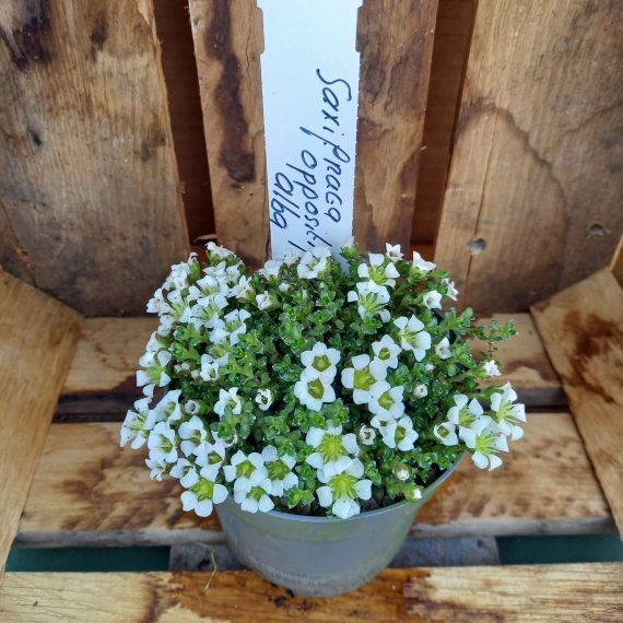 20250321_155307 Pudestenbræk - Saxifraga Alba