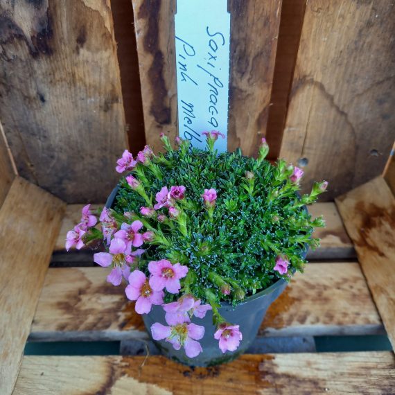 20250321_155405 Pudestenbræk - Saxifraga Pink melba