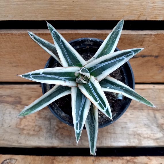 1000030921 Agave White rhino