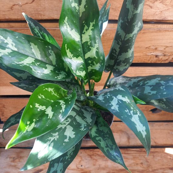 Aglaonema Maria