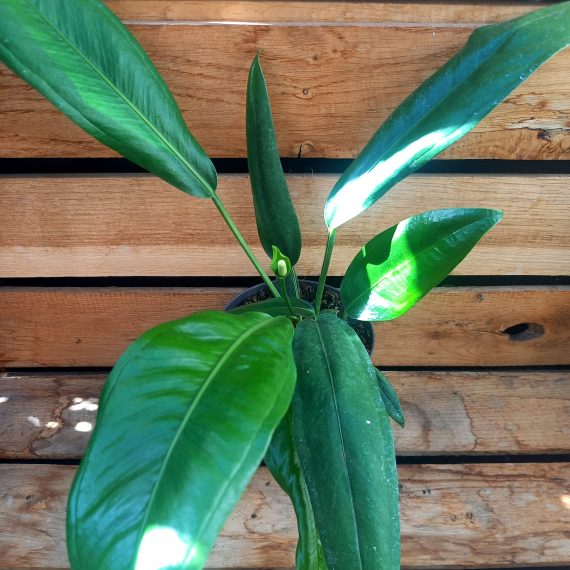 anthurium-bakerii Anthurium bakerii