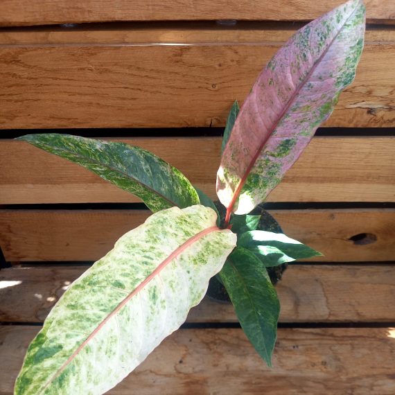 anthurium-renaissance Anthurium Renaissance