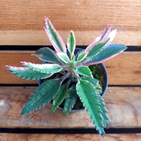 kalanchoe-pinkbutterfly Kalanchoe Pink butterfly Single