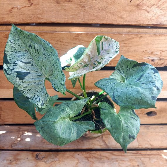 syngonium-grayghost Syngonium Grey Ghost