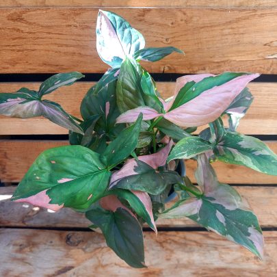 Syngonium Pink splash