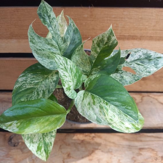 epipremnumwhiteflame Epipremnum White flame
