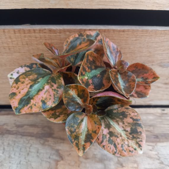peperomiacremebrulle Peperomia metallica Cremebrulle