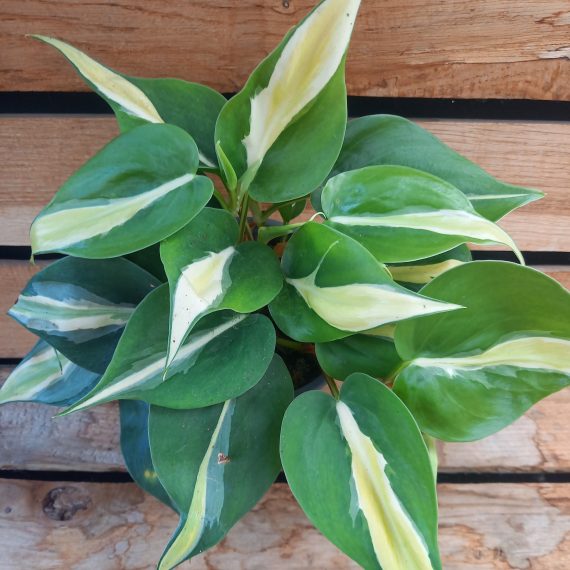 philodendronsilverstripe Philodendron Silver stripe
