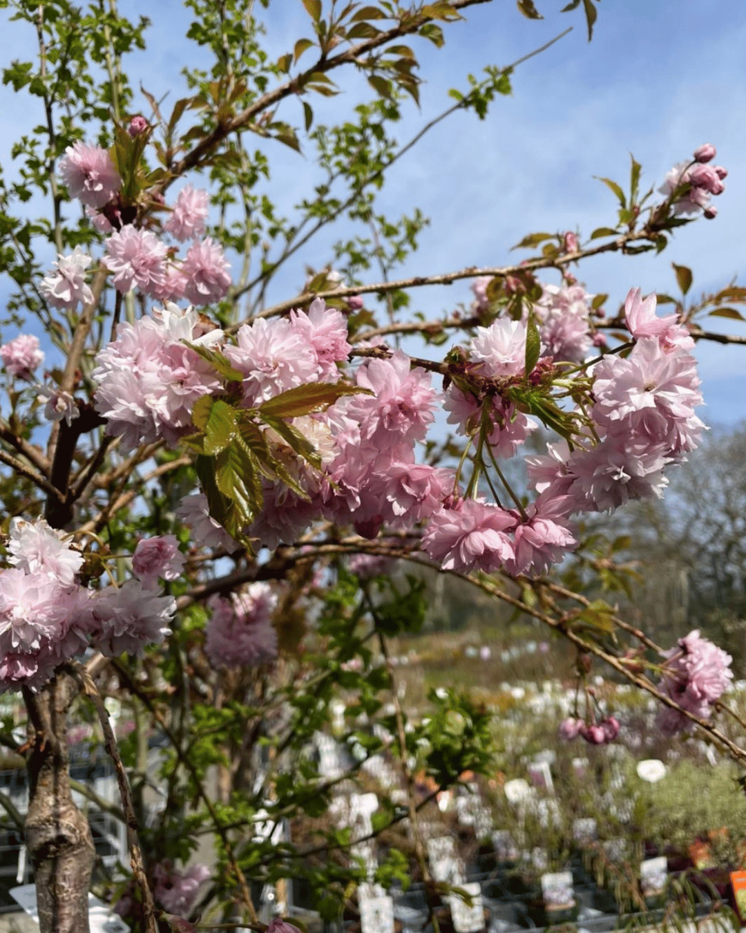 Blomstrene Japansk Kirsebærtræ hos Gartneren i Nonnebo