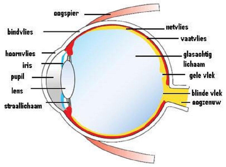 tekening oog