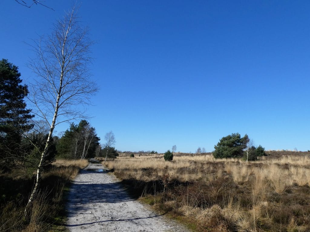 heidegebied Maasduinen