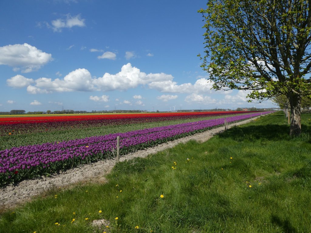 tulpenveld Flevoland