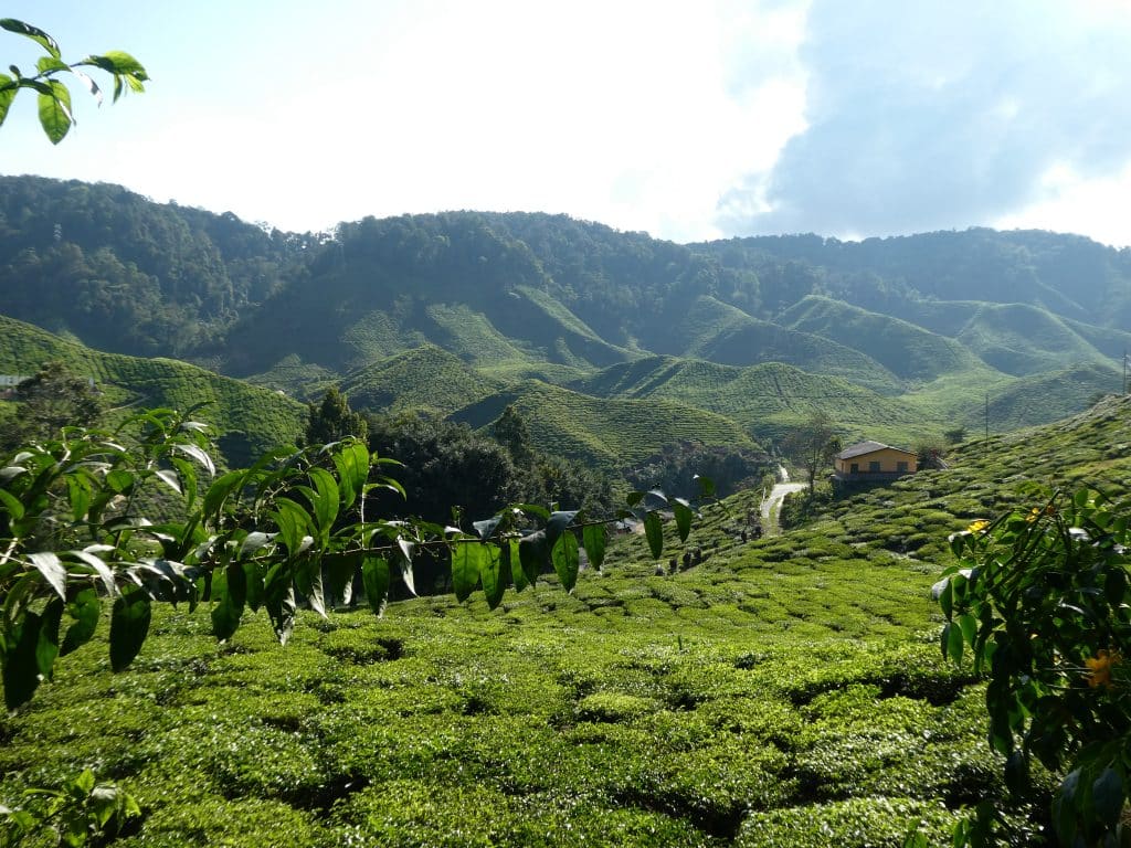 Cameron Valley de echte theevelden