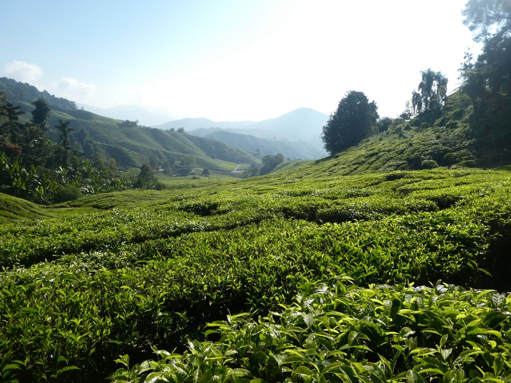 Op weg naar BOH Tea Centre