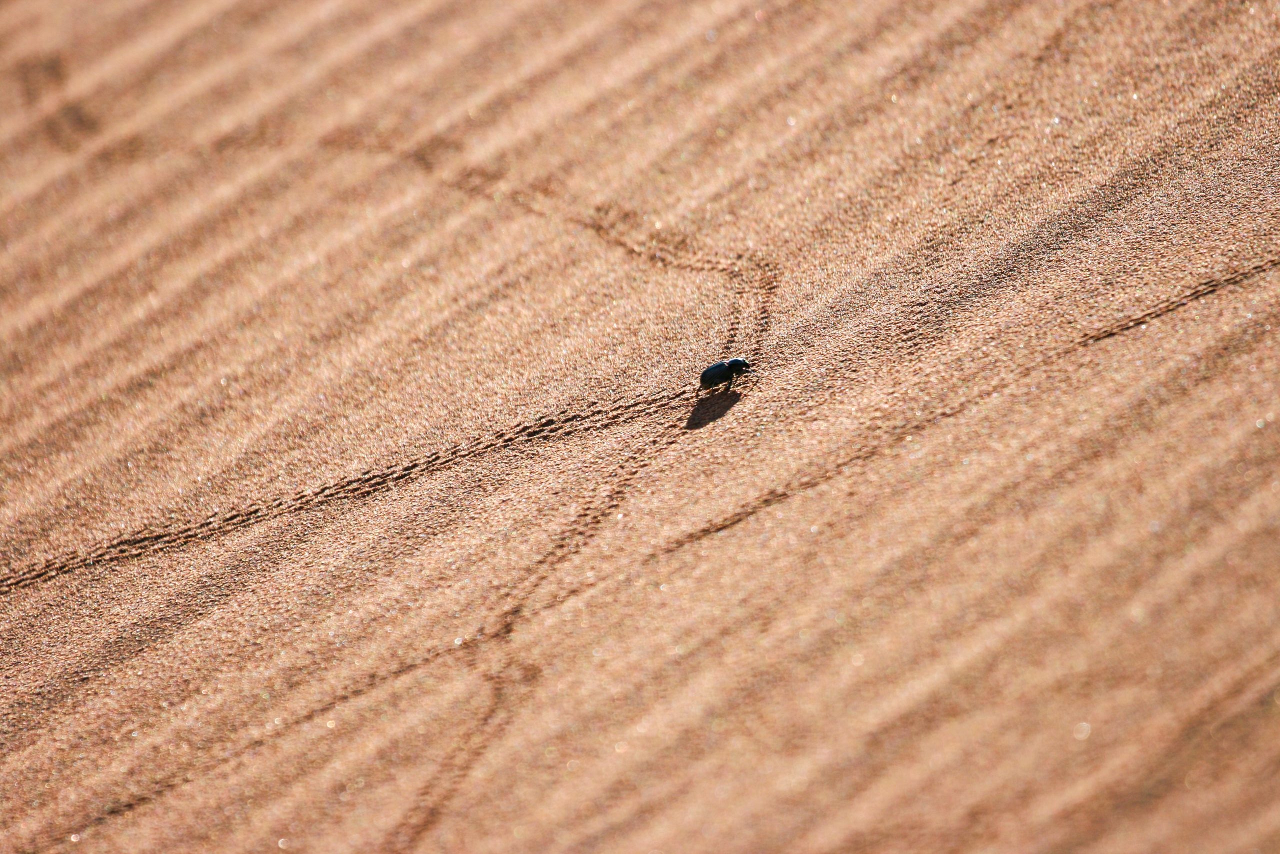 NAMIBIAN FOG BASKING BEETLE - Nordic Biomimicry