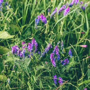 Vetch