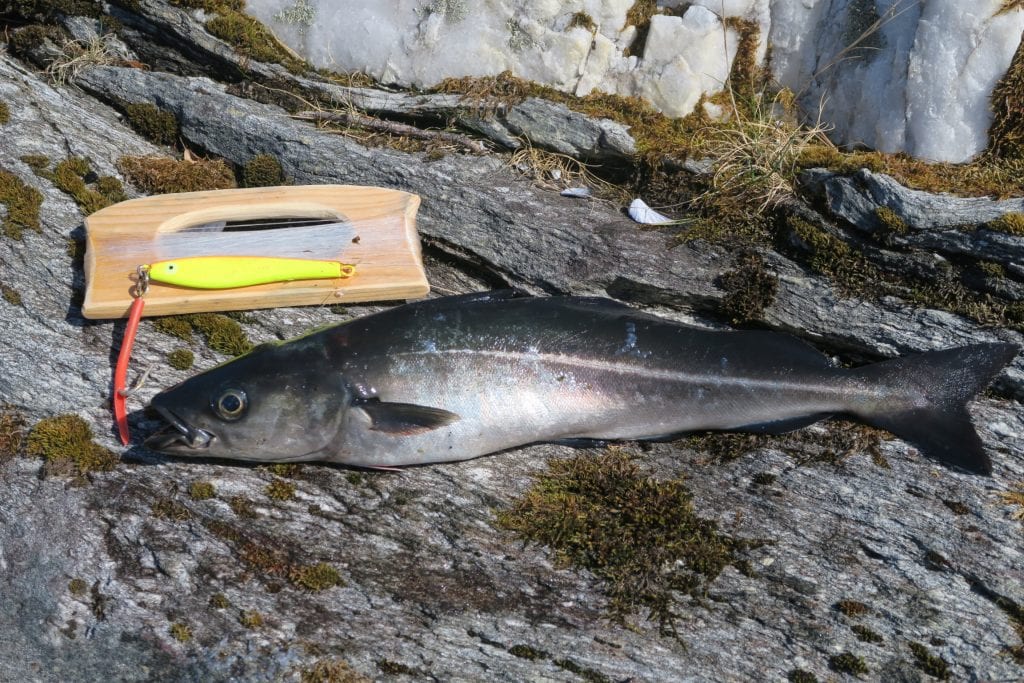 fishing guide to norway
