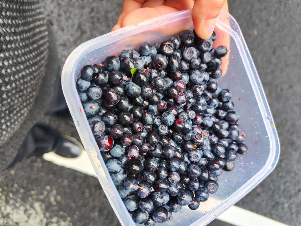 wild blueberries in norway