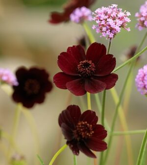 cosmos Atrosanguineus