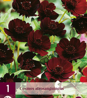 Cosmos Atrosanguineus     (Choklad-blomma!) Stor fin lök !!