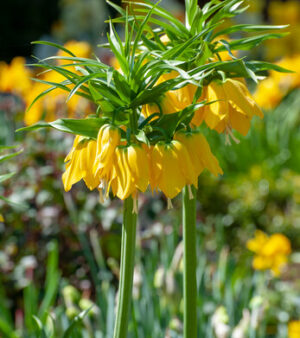 Gul Kejsarkrona  "Fritillaria Imperialis lutea"  (3xlökar 24/+ )