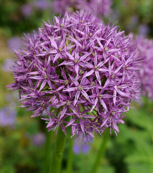 Allium "Purple Sensation"     Kirgislök.! ( 5 lökar !)