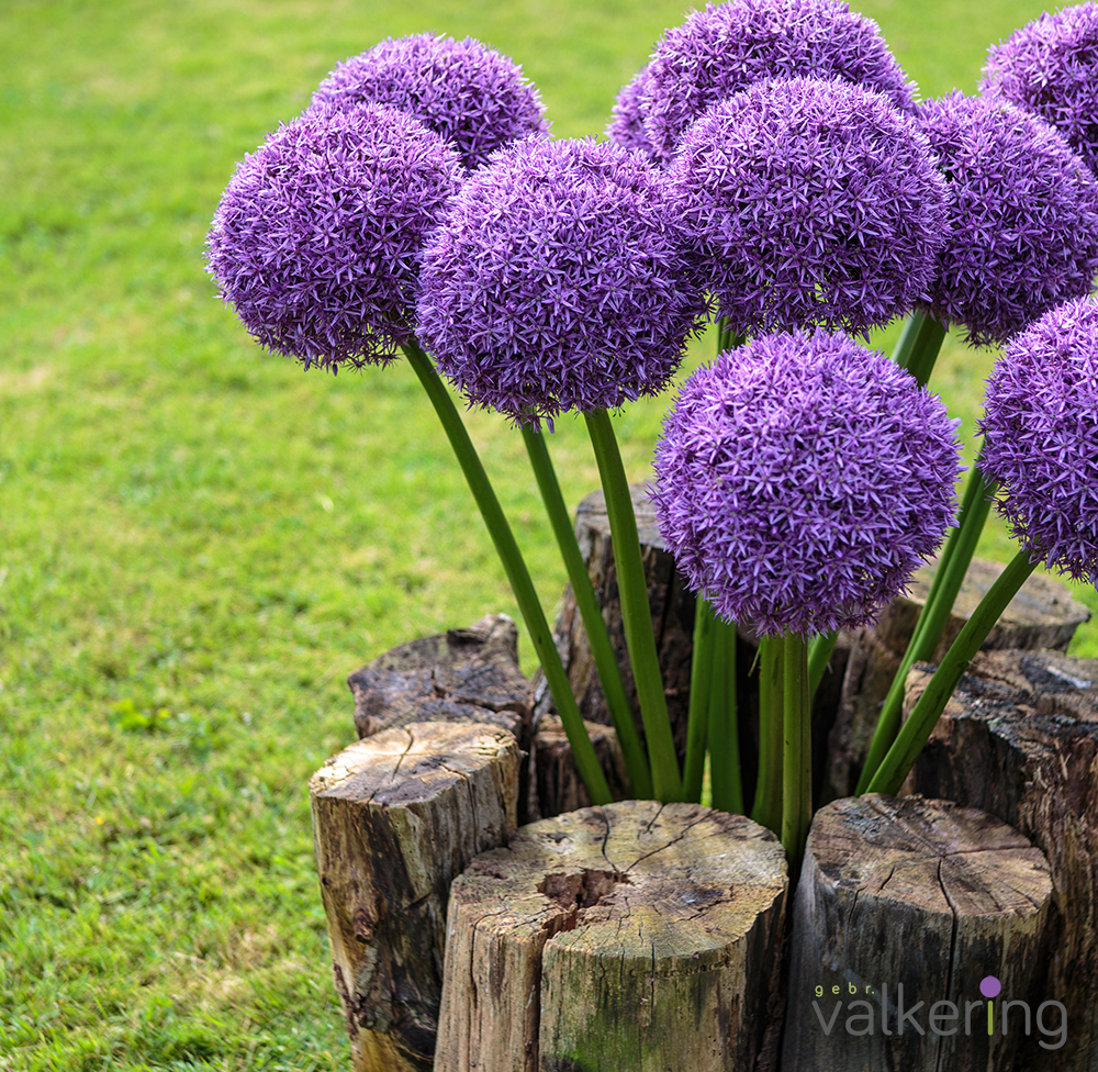 "Allium Globemaster" 1 Gigantiska lök !! (24/+) Exklusiv!