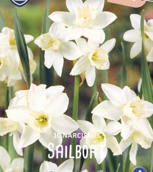 Botanisk Narcissus  "Sailboat"   (10 lökar !!)  Unik!