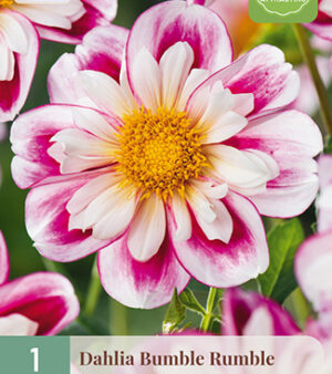 "Bumble Rumble"     Halskraag-Dahlia.  Nyhet !!
