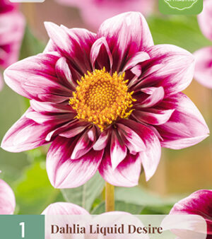 "Liquid Desire"   Halskraag-Dahlia.   Nyhet!!