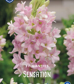 "Polianthes Tuberosa  ( Sensation)"  Natthyacint !! 3 lökar Sällsynt!