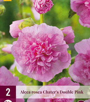 " Double Pink"  2x Stockros (Alcea)