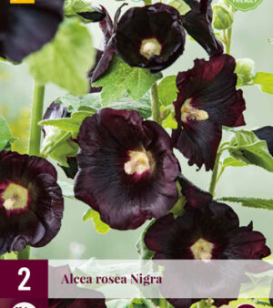 "Alcea Nigra"  2x Stockros (Alcea)