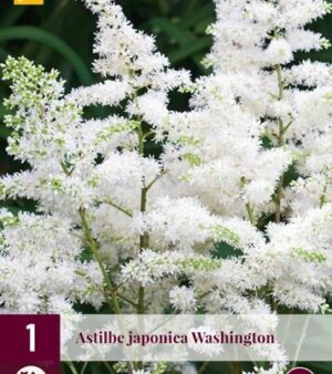 "Astilbe  Washington "  Skuggväxt!!