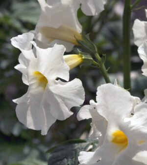 "Incarvillea Delavayi " Snowtop.  Vit Rosen-incarvillea ! 2 rötter!!