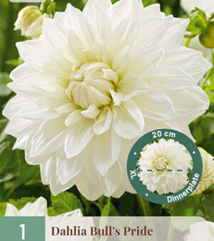 " Bulls Pride"   Vit dinnerplate-Dahlia!  Unik!!