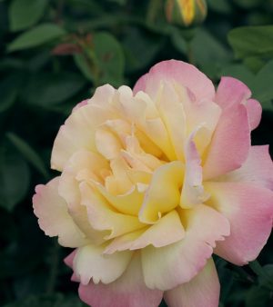 " Mmd Meiland"    "Peace-ros"  Hybrid-ros!