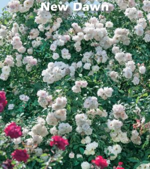 " New Dawn "  Skuggtålig Klätterros!