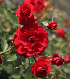 "Nina Weibull"   Busk/rabbat-ros  ! Floribunda.